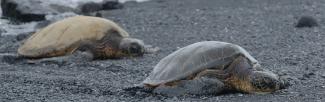 Sea turtles having an afternoon nap at Punalu’u Beach (photo: Ahmed Neelim Novo)