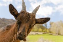 UBC Okanagan students are raising money to buy goats for Ugandan children