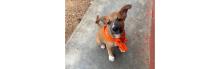 UBC alum Marley Blok adopted Banku, a local puppy in Ghana (photo: Marley Blok)