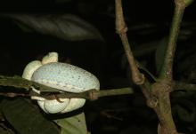 Pit viper (photo: Ethan Vayman)